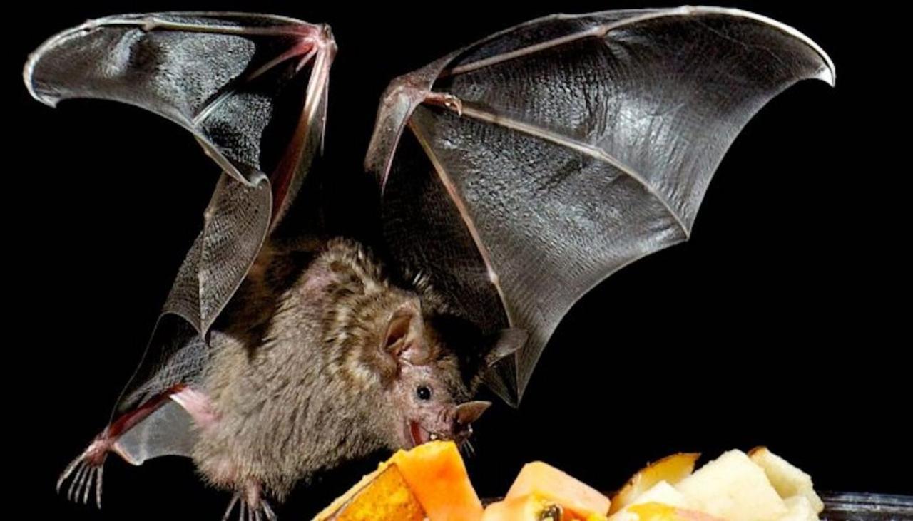 Pension Zur Fledermaus Waren  Dış mekan fotoğraf